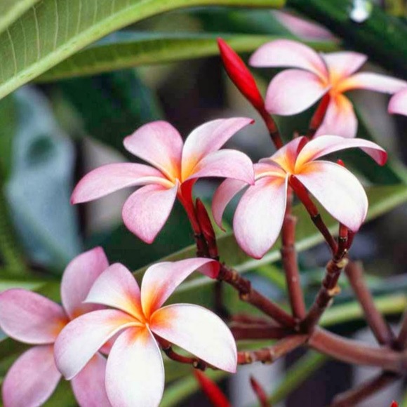 Meet your Posher, Leilani - Picture 1 of 1